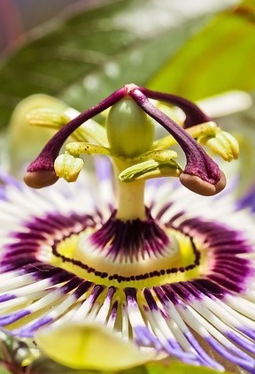 passion-flower-3466146_640 copie